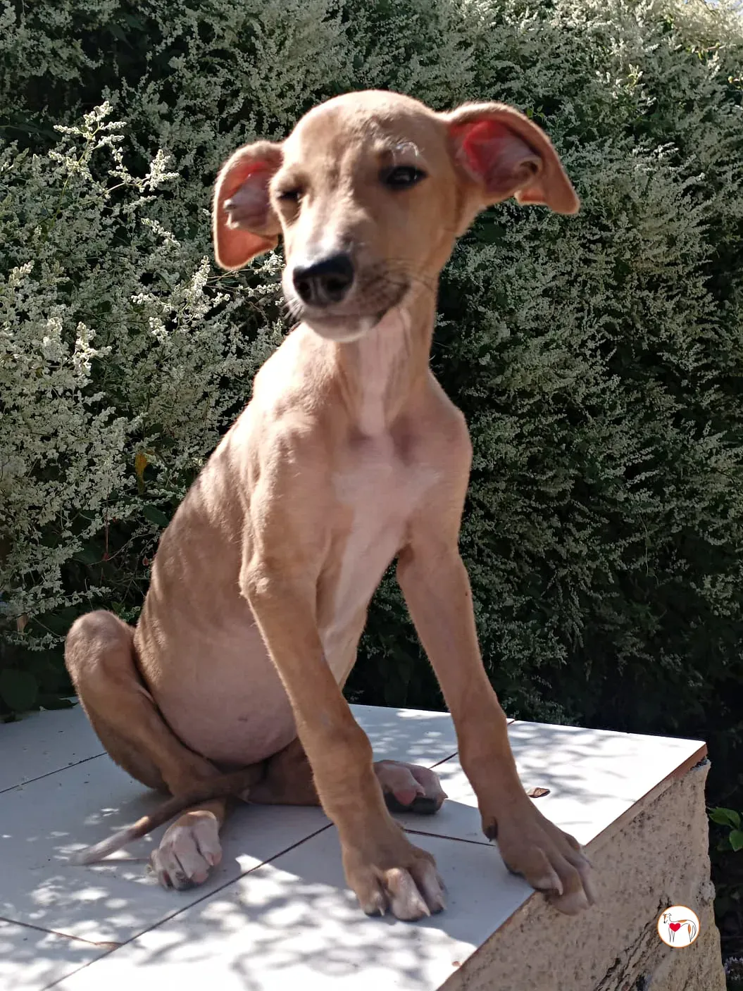 benito galgo cucciolo adozione 02