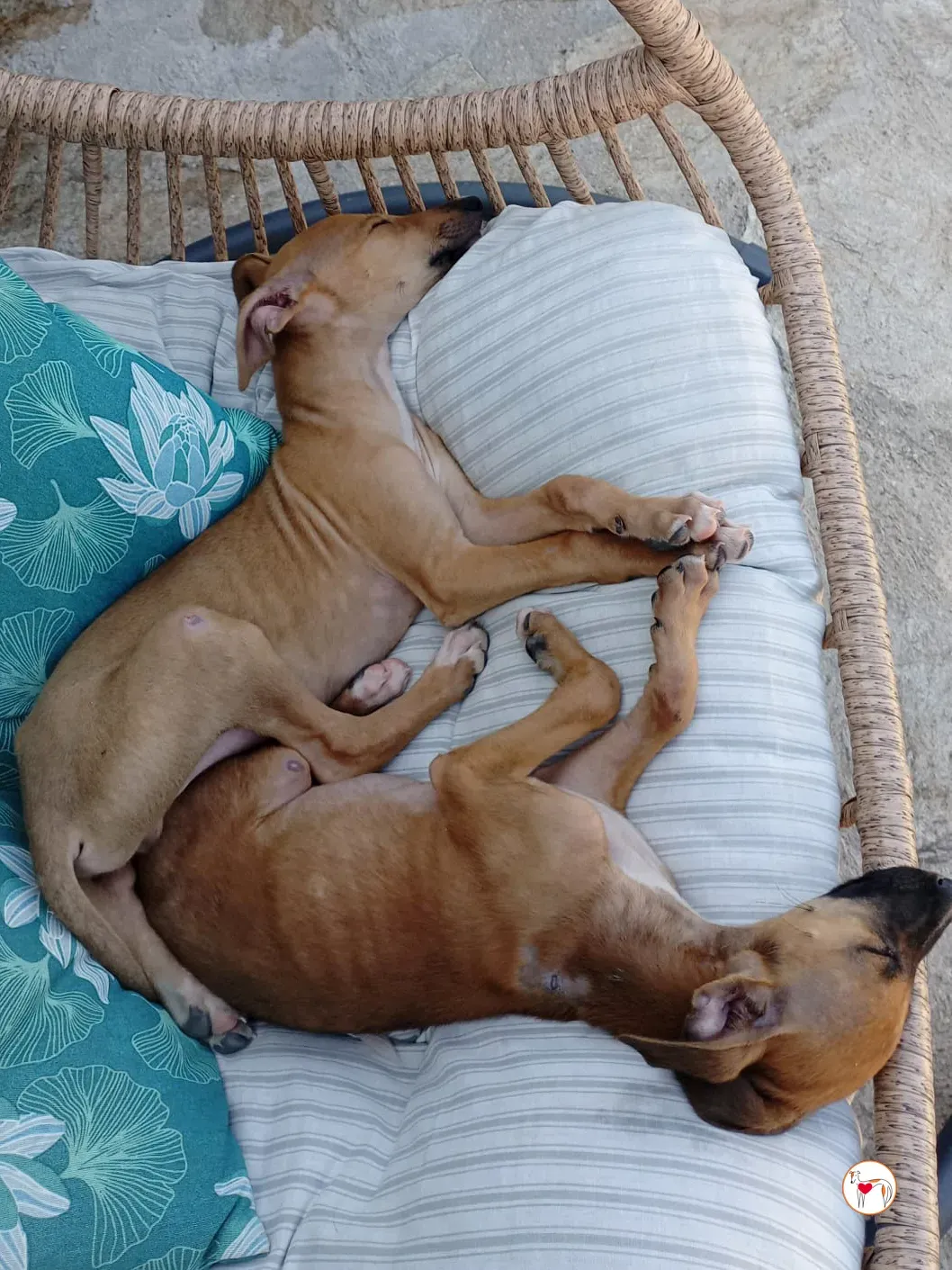 benito galgo cucciolo adozione 03 1