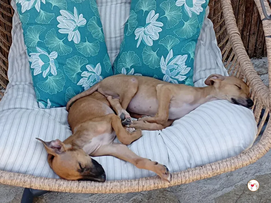 benito galgo cucciolo adozione 04