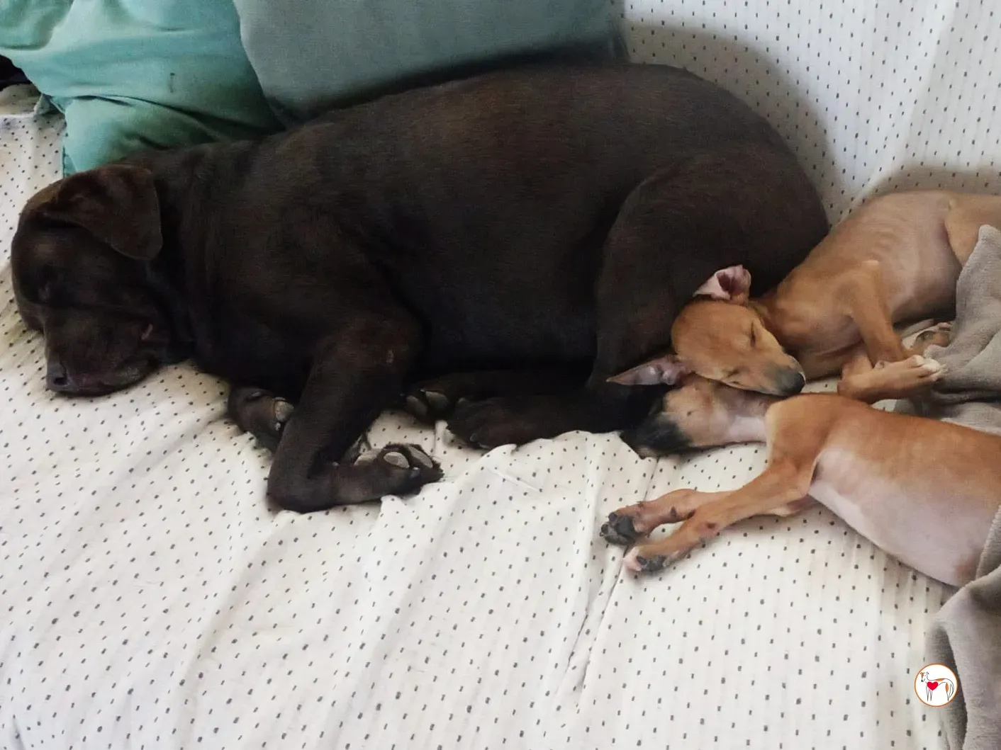 benito galgo cucciolo adozione 05