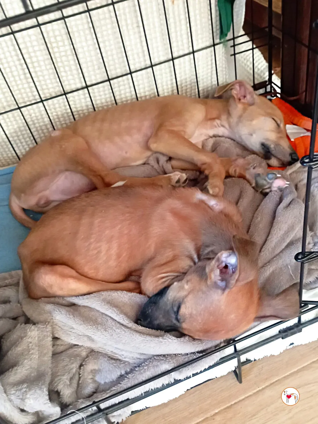 benito galgo cucciolo adozione 06