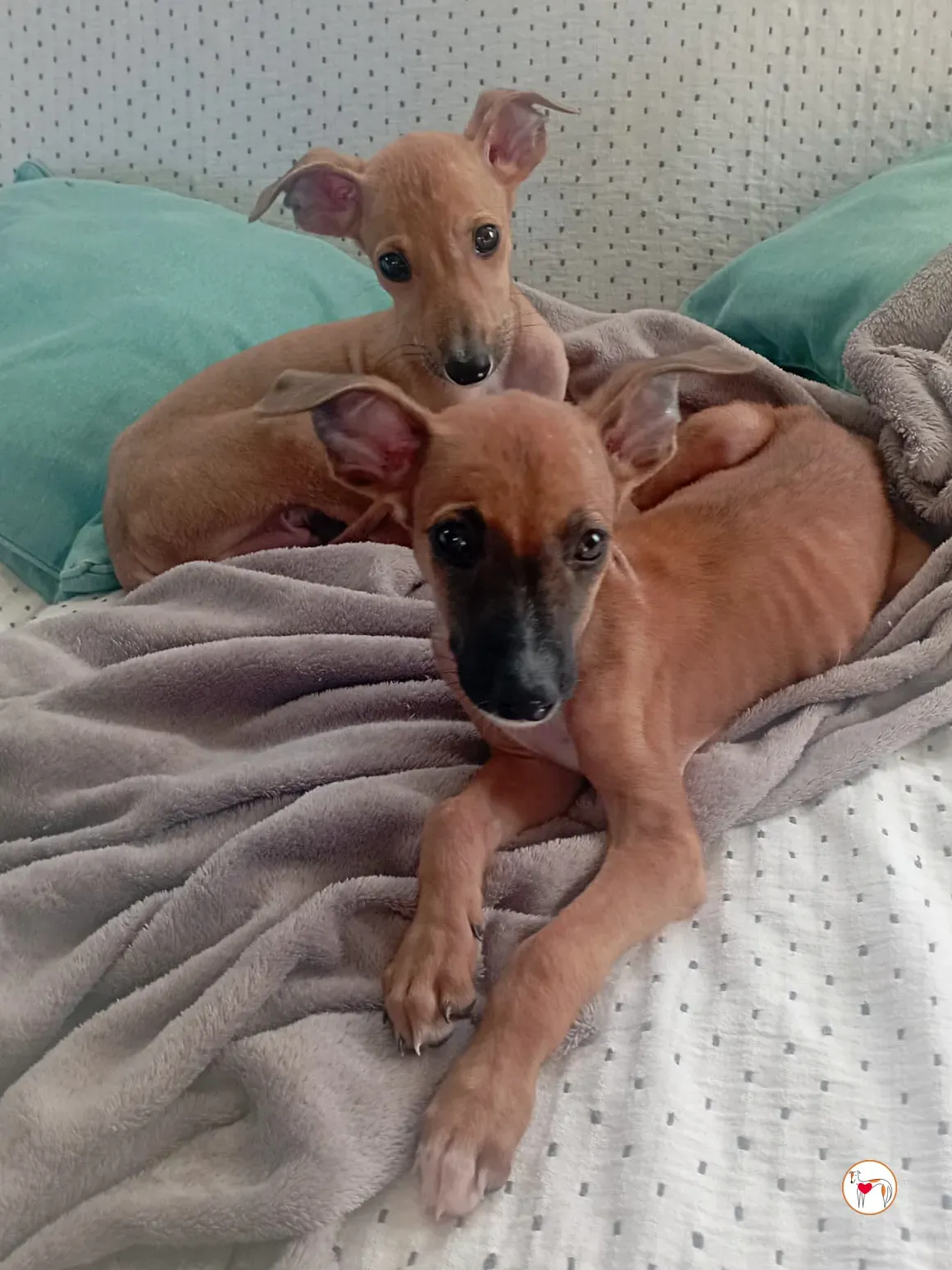 benito galgo cucciolo adozione 07