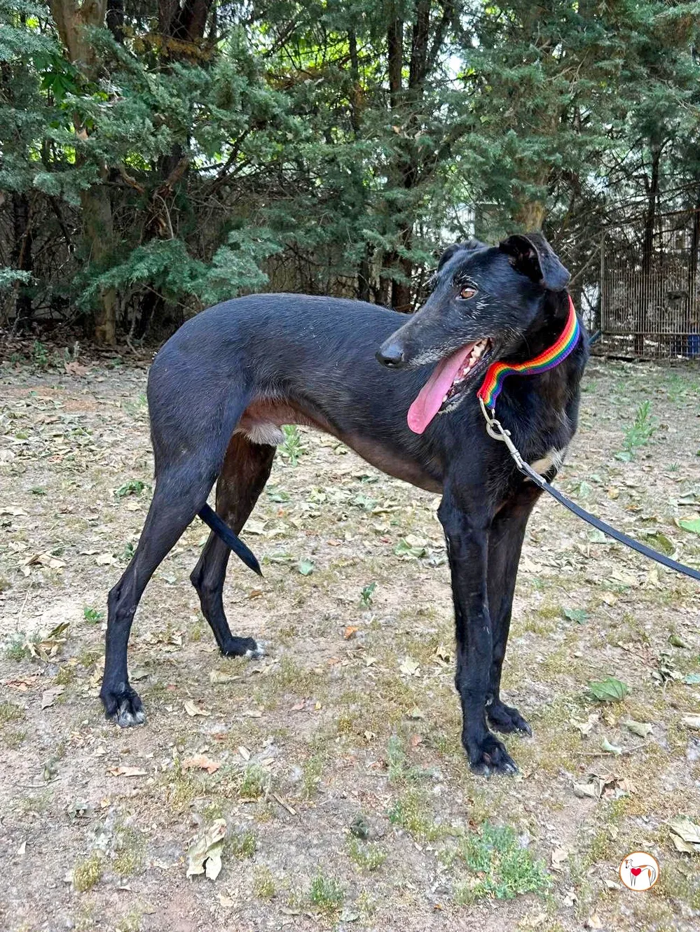 benjamin galgo adozione 01