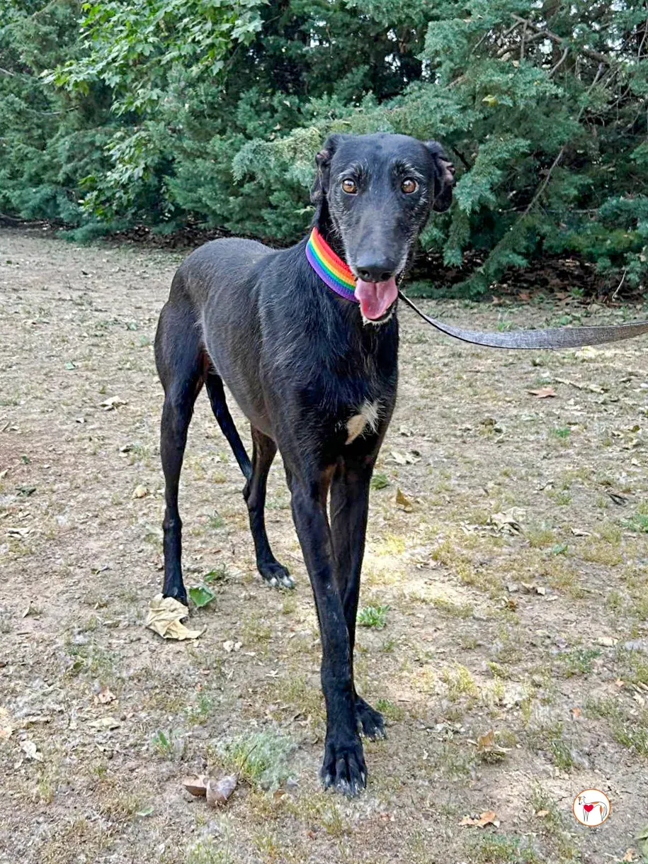 benjamin galgo adozione 02