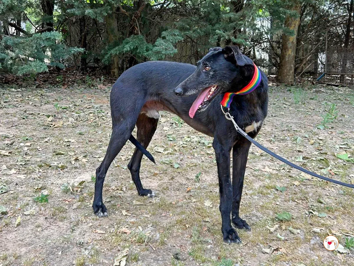 benjamin galgo adozione 03