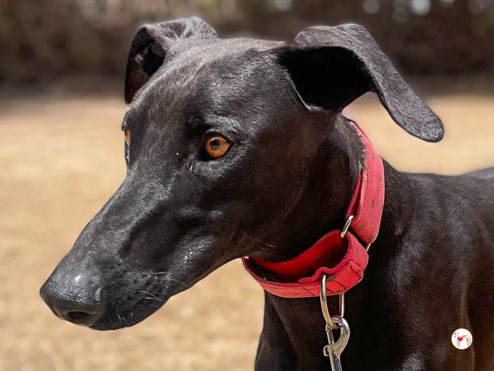 benji galgo adozione 01