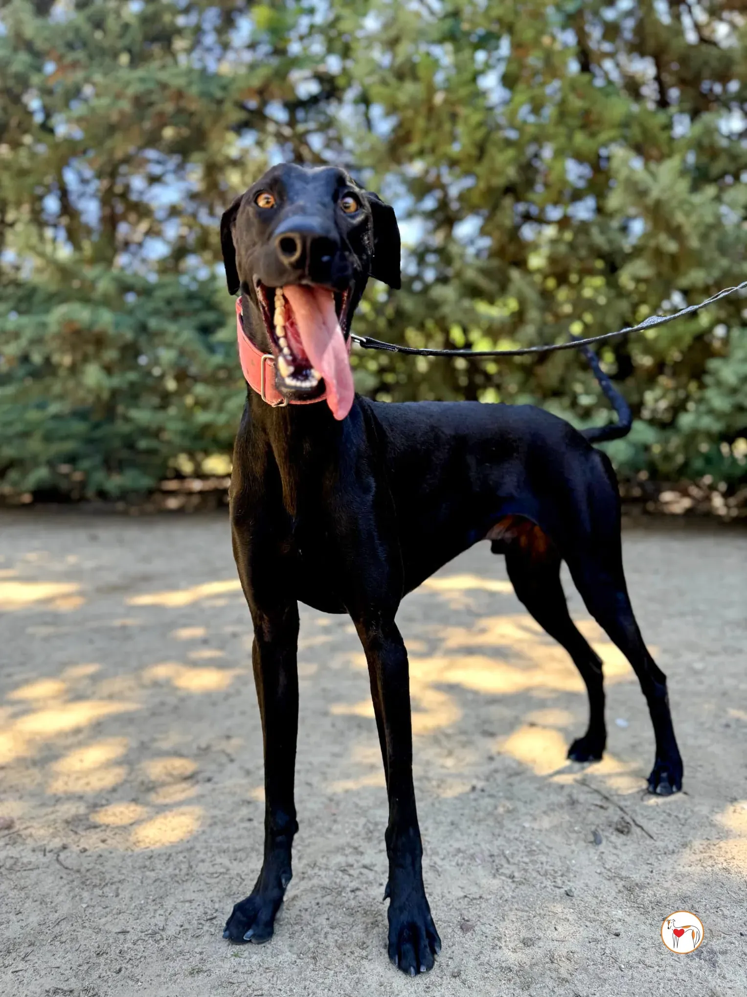 benji galgo adozione 02