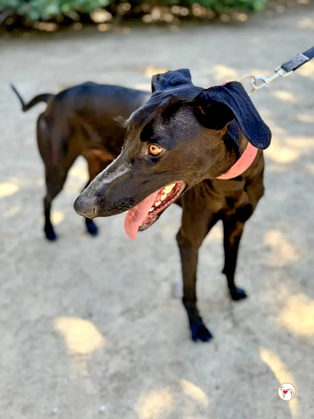 benji galgo adozione 03