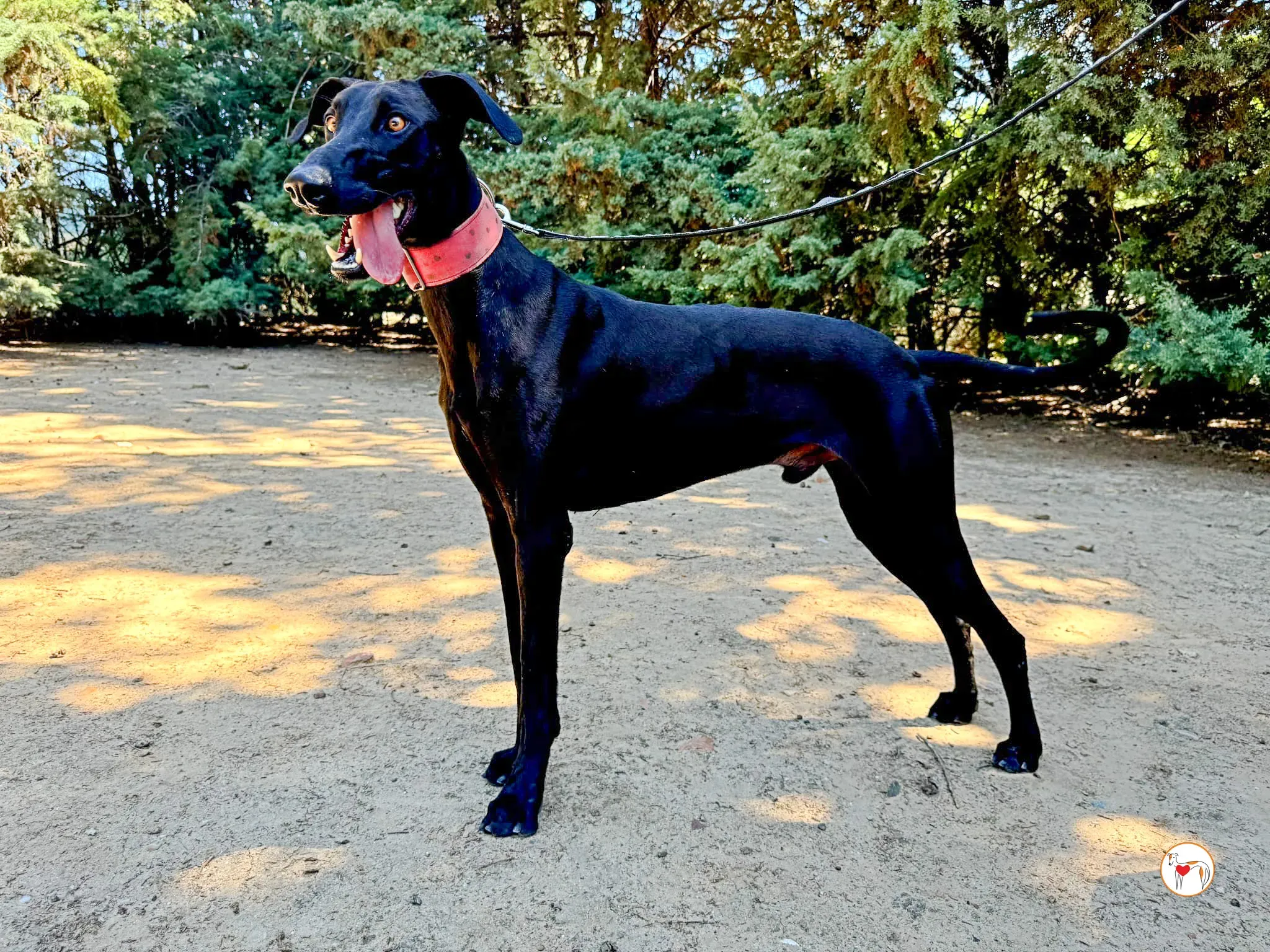 benji galgo adozione 04