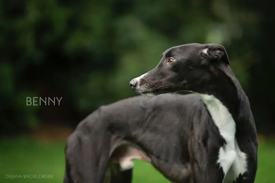 benny adozione greyhound 1