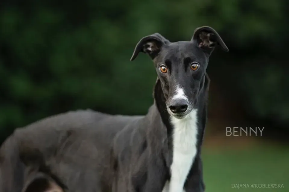 benny adozione greyhound