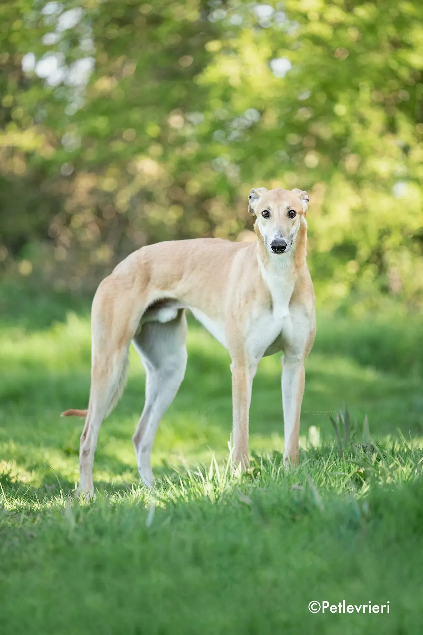 benny adozione levrieri greyhound 1 1