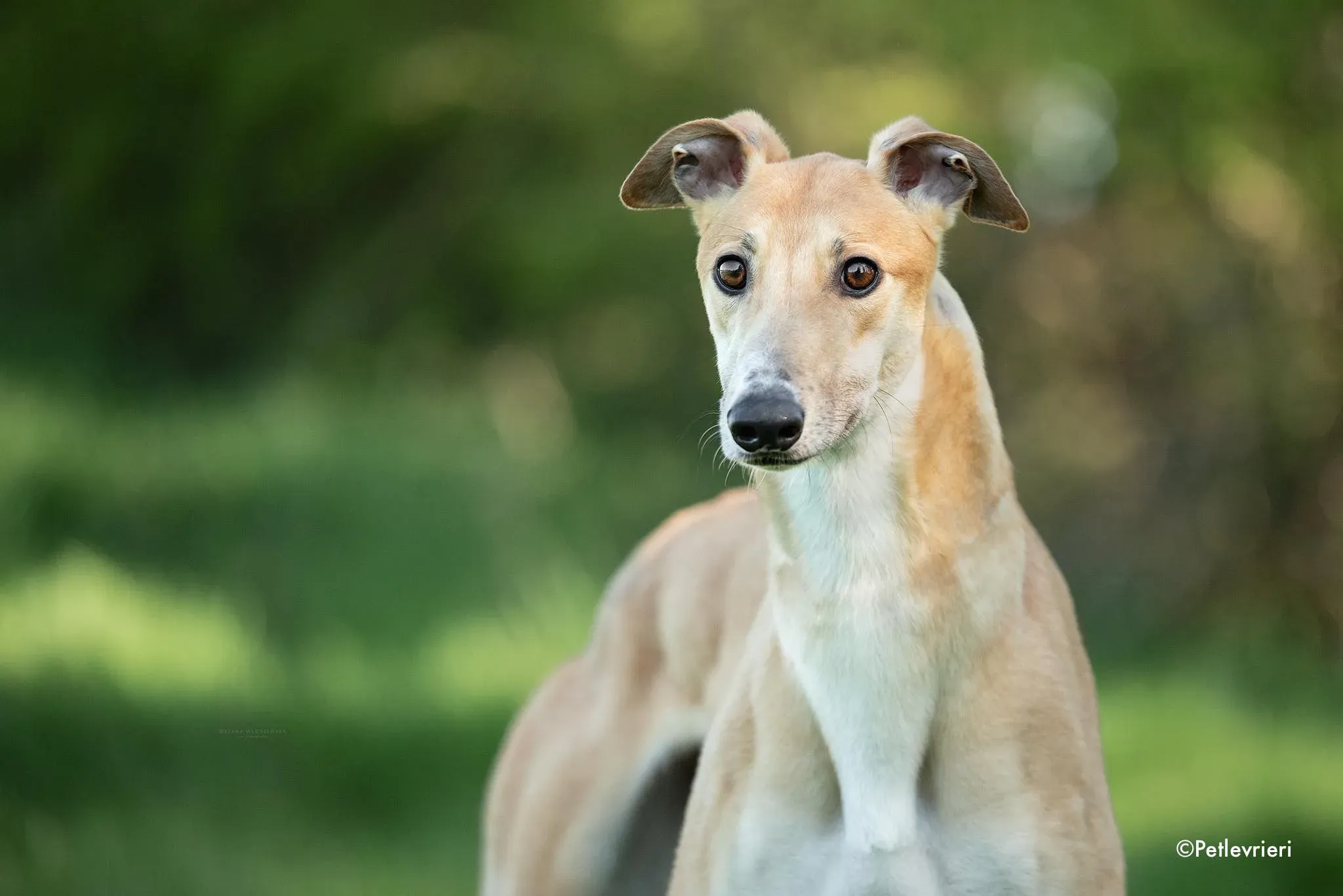 benny adozione levrieri greyhound 2 1