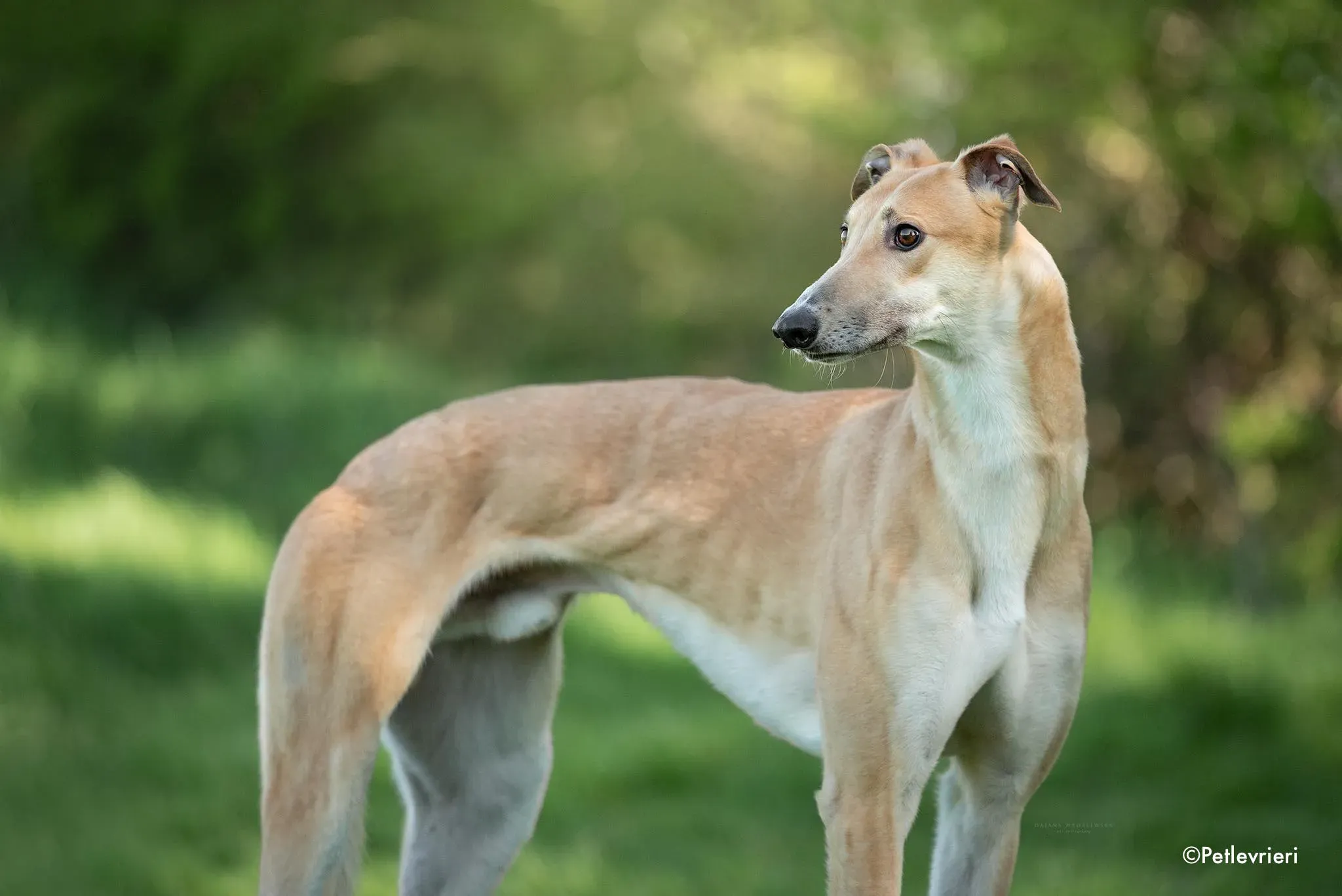 benny adozione levrieri greyhound 3 1