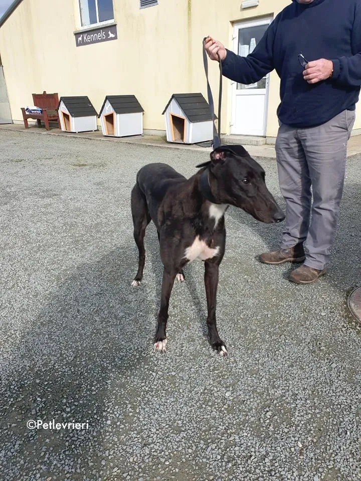 bernard adozione levrieri greyhound 1