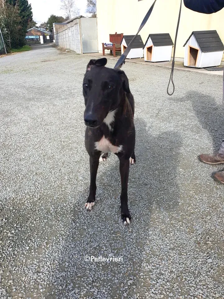 bernard adozione levrieri greyhound 2