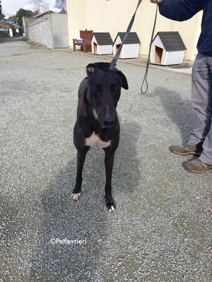 bernard adozione levrieri greyhound 3