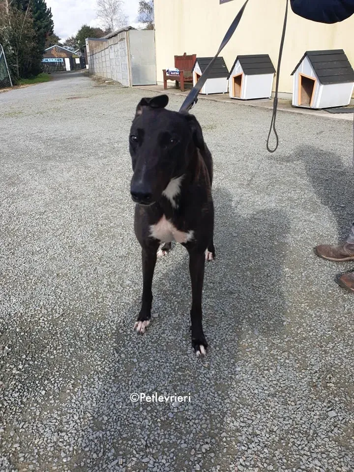 bernard adozione levrieri greyhound 4