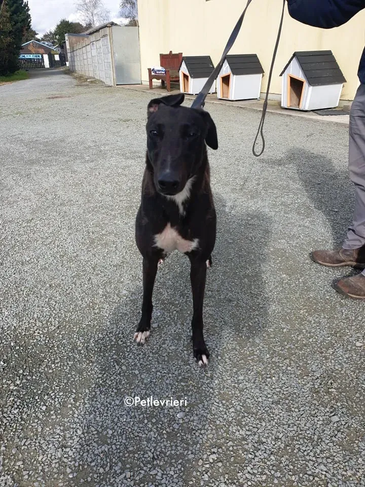 bernard adozione levrieri greyhound 5