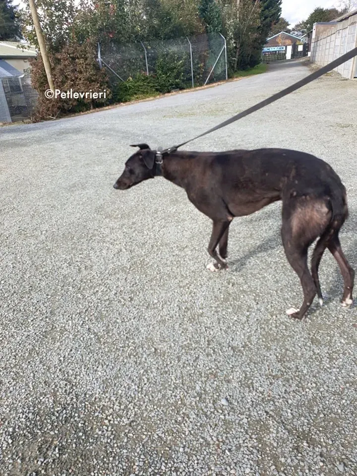 bernard adozione levrieri greyhound 6