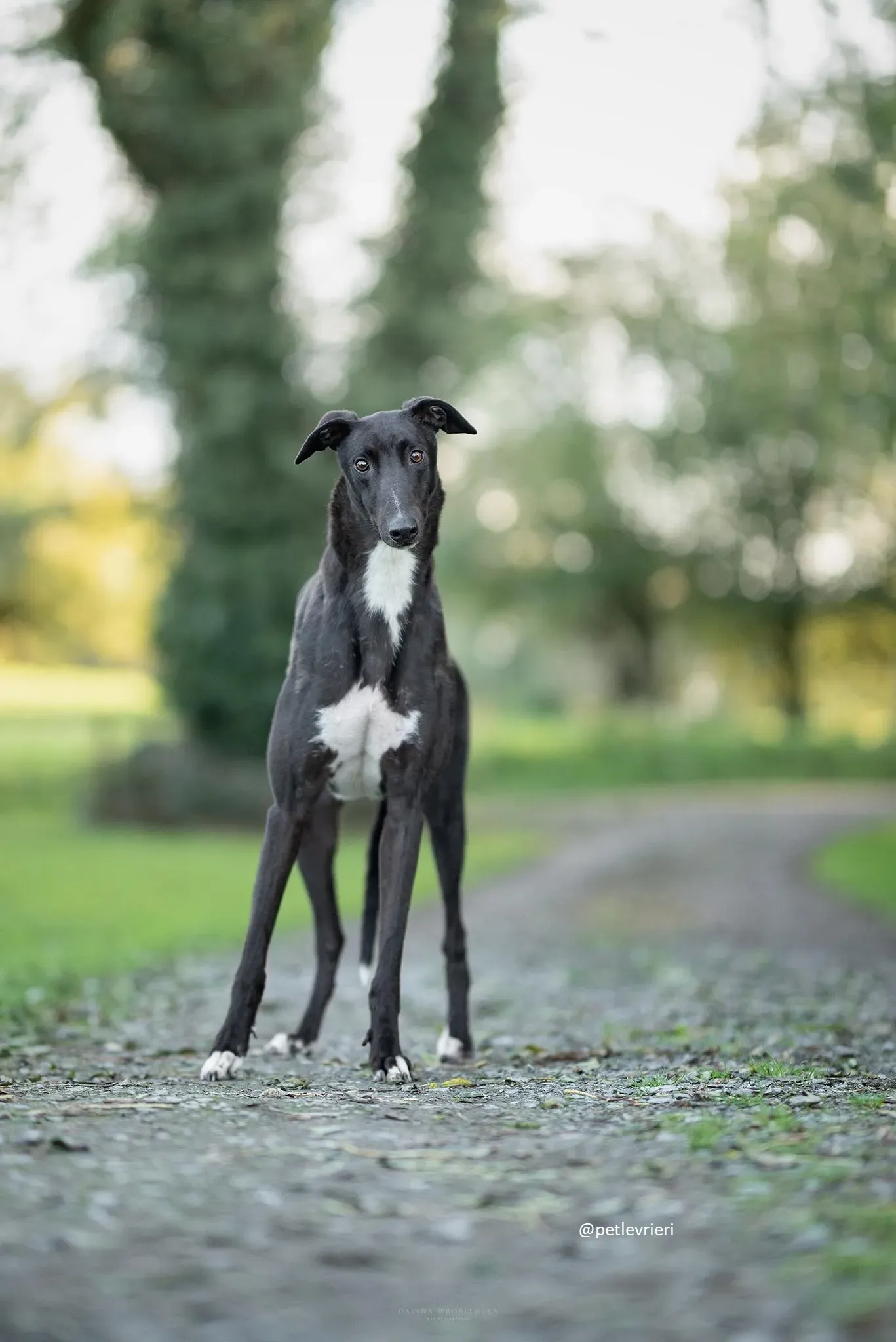 bernard greyhound adozion10