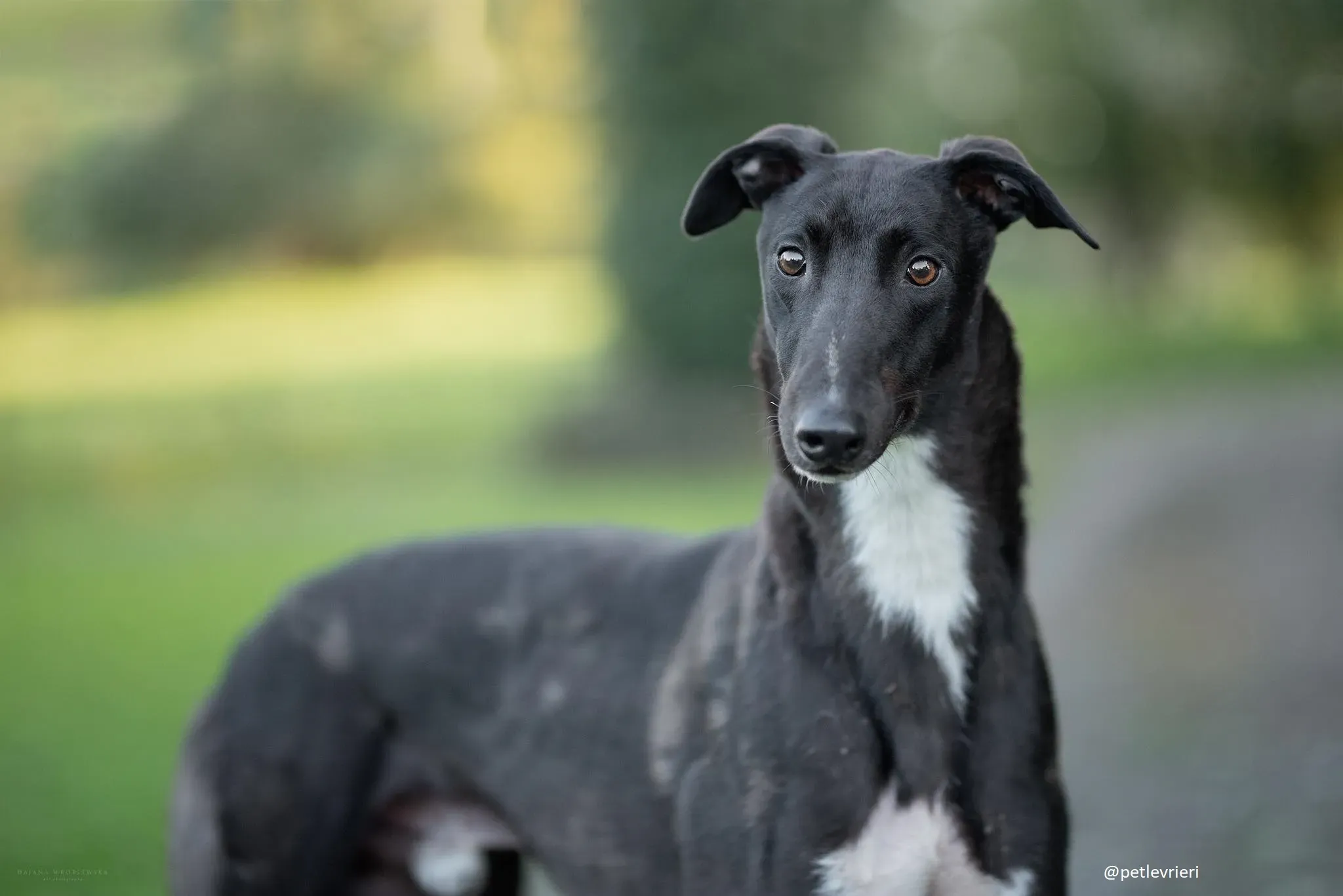 bernard greyhound adozion9