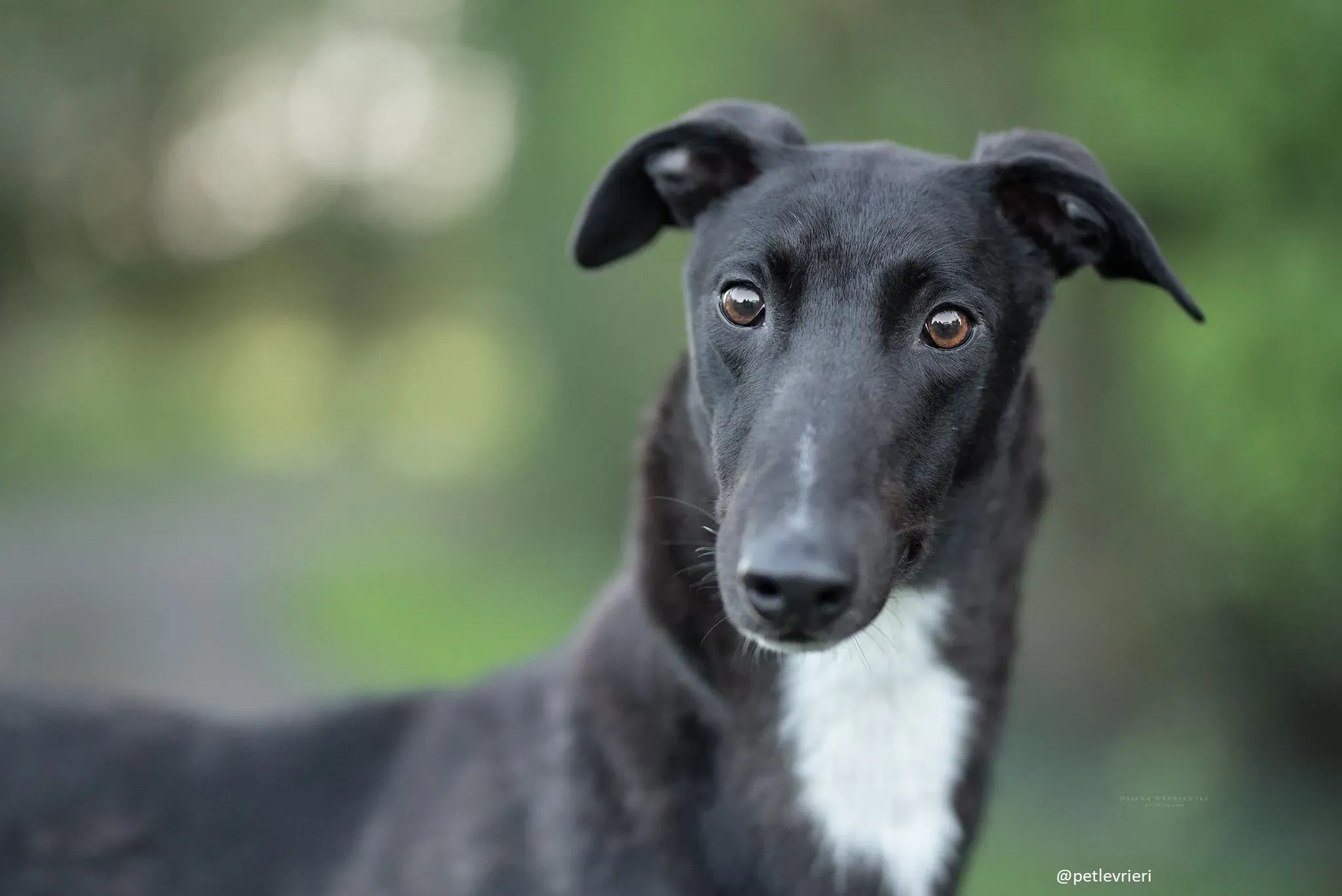 bernard greyhound adozione