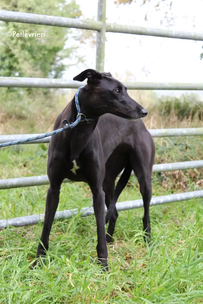 bernie adozione levrieri greyhound 1