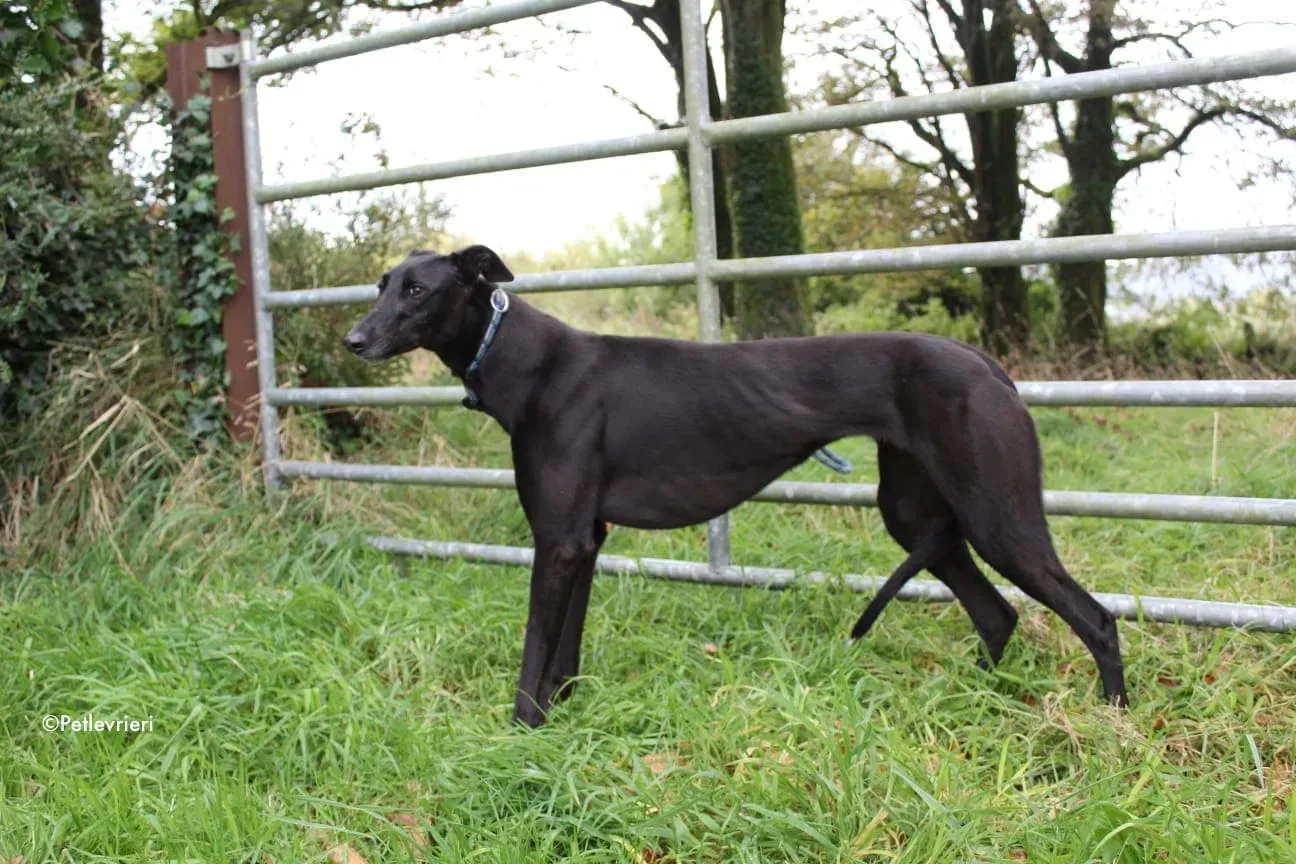 bernie adozione levrieri greyhound 2
