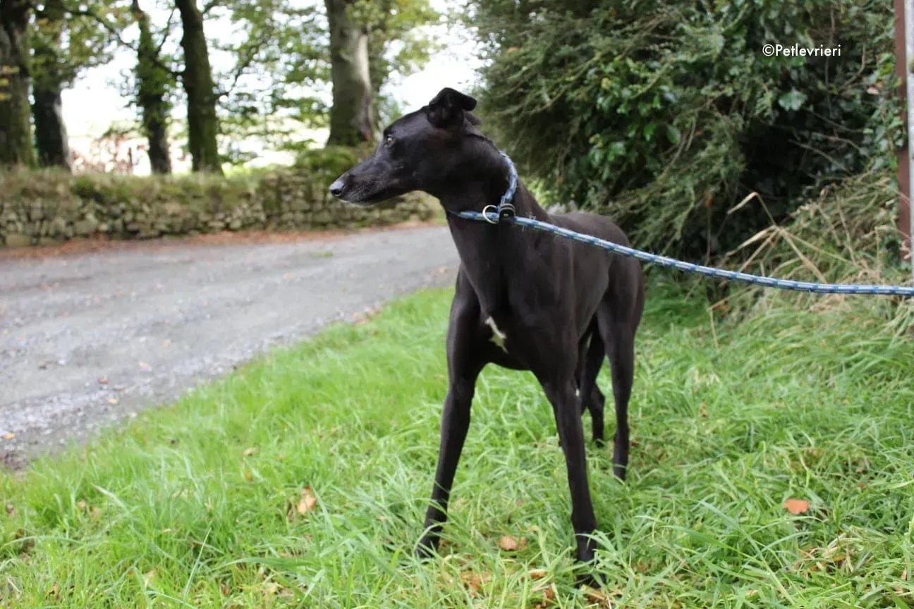 bernie adozione levrieri greyhound 3