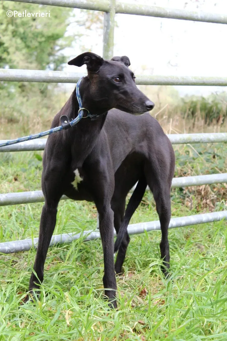 bernie adozione levrieri greyhound 4