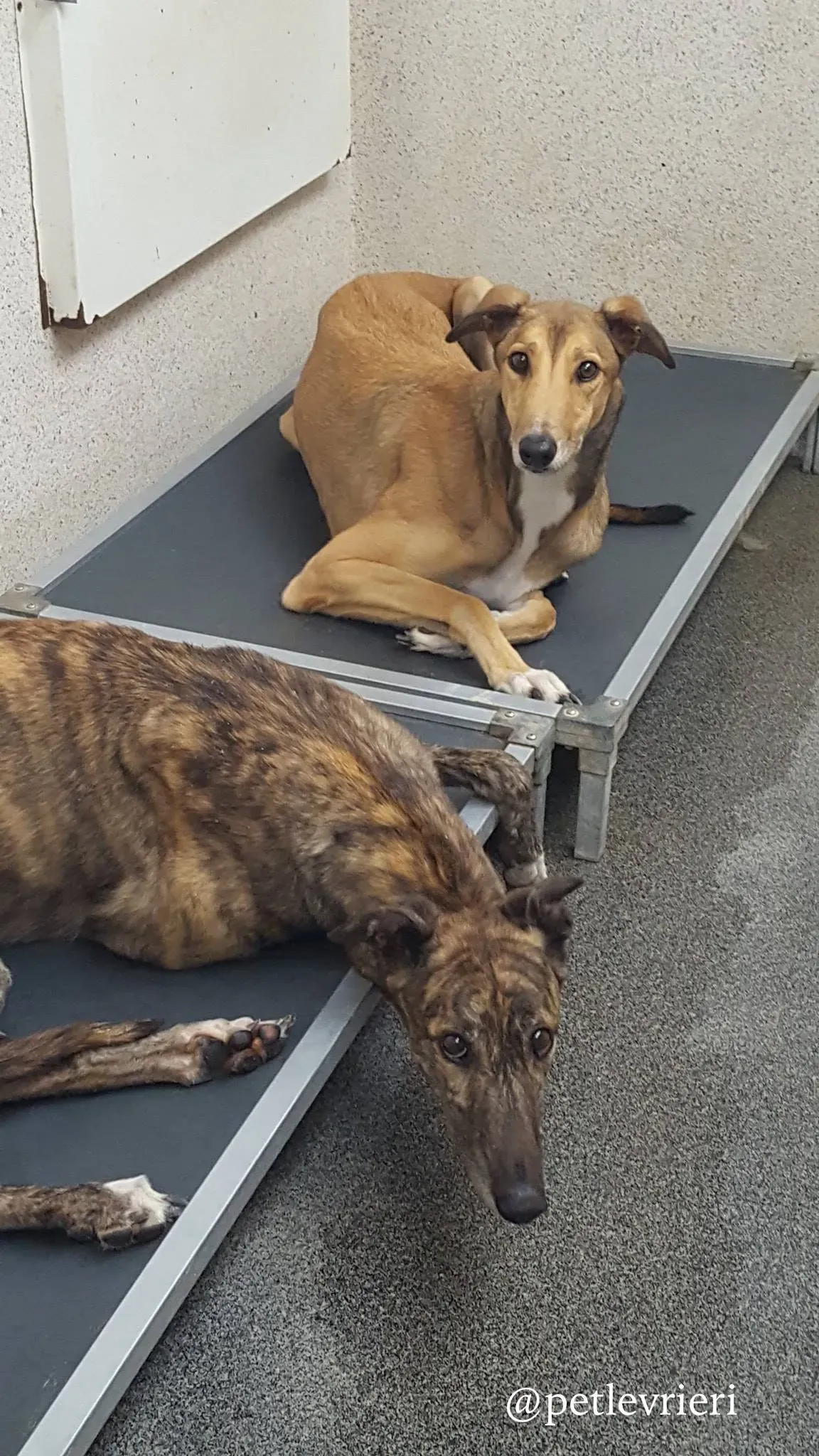 berry sandy adozione levrieri greyhound