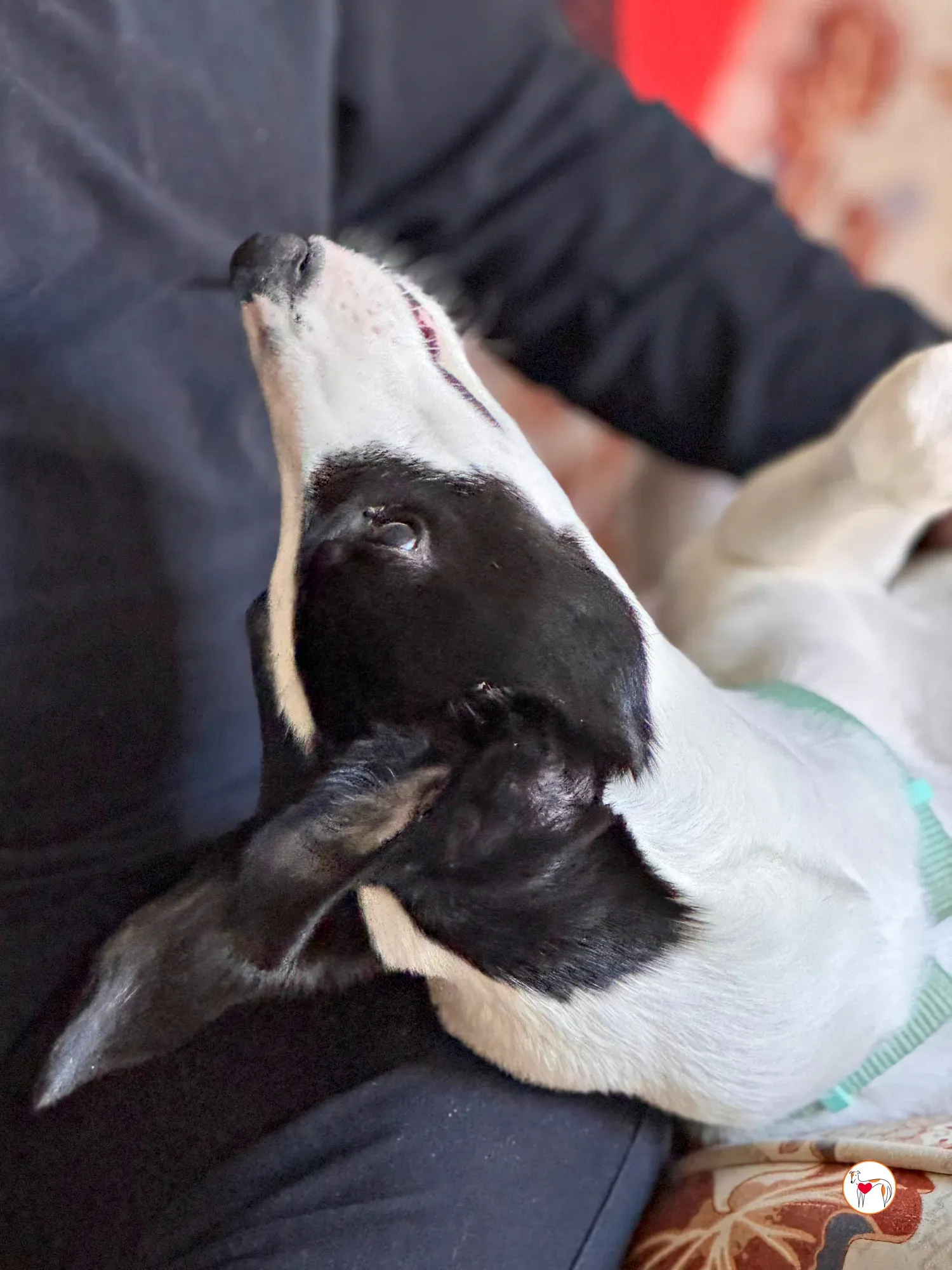 bertie grey adozione 01