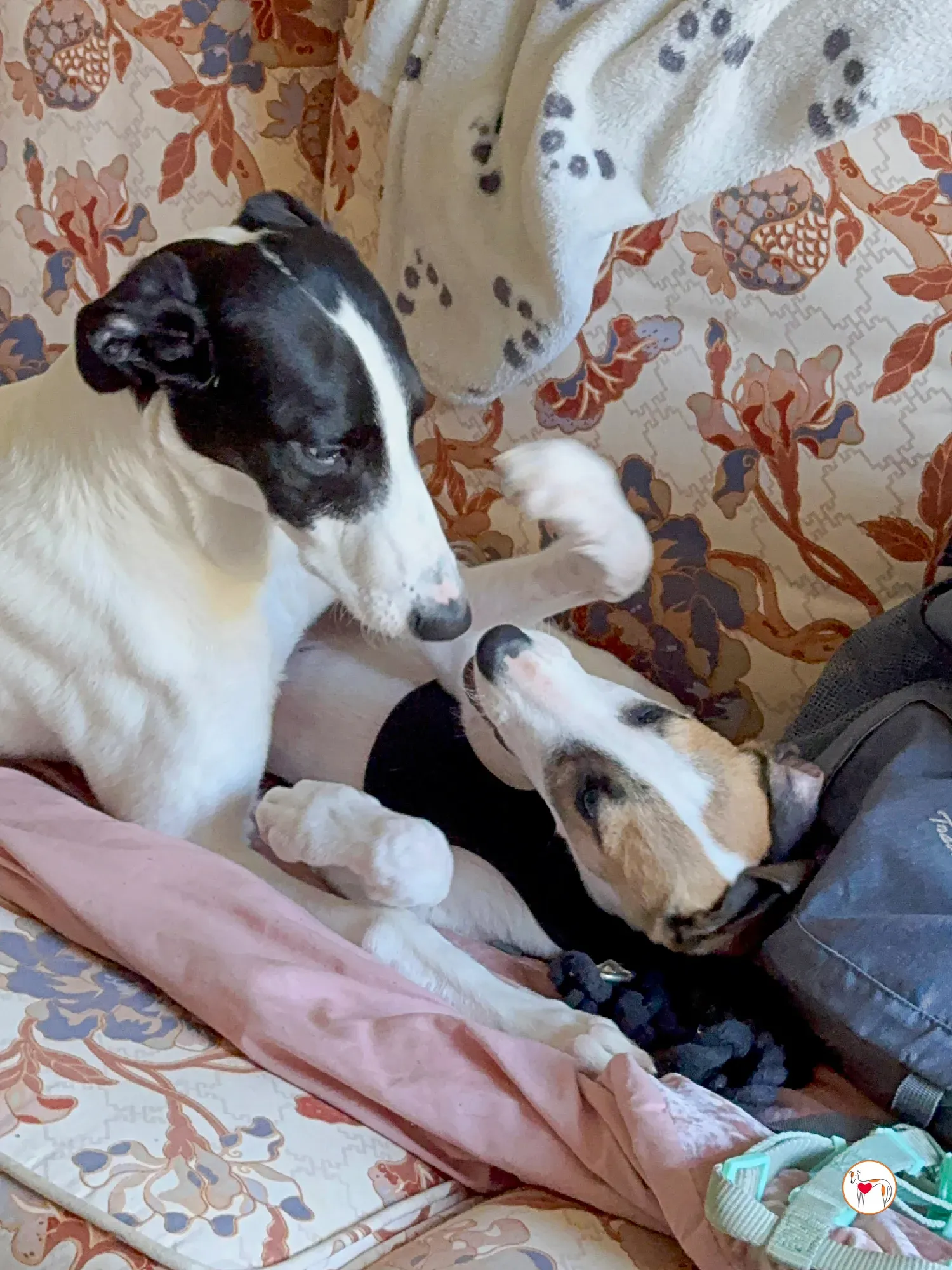 bertie grey adozione 02