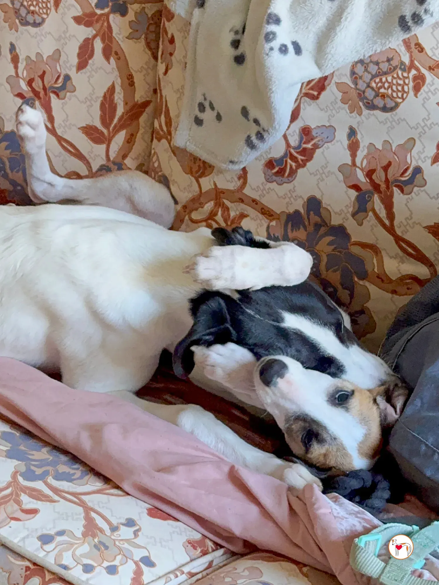 bertie grey adozione 03