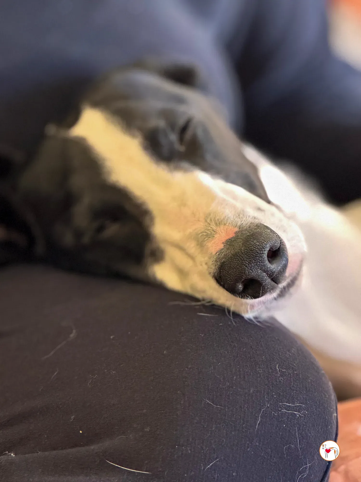 bertie grey adozione 04