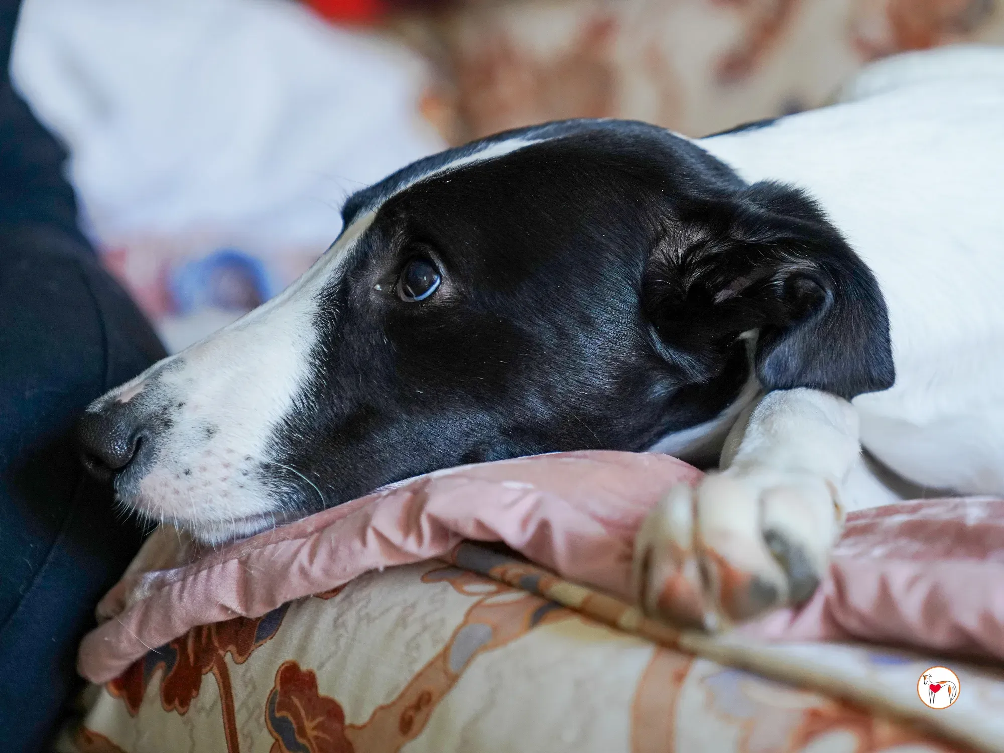 bertie grey adozione 05