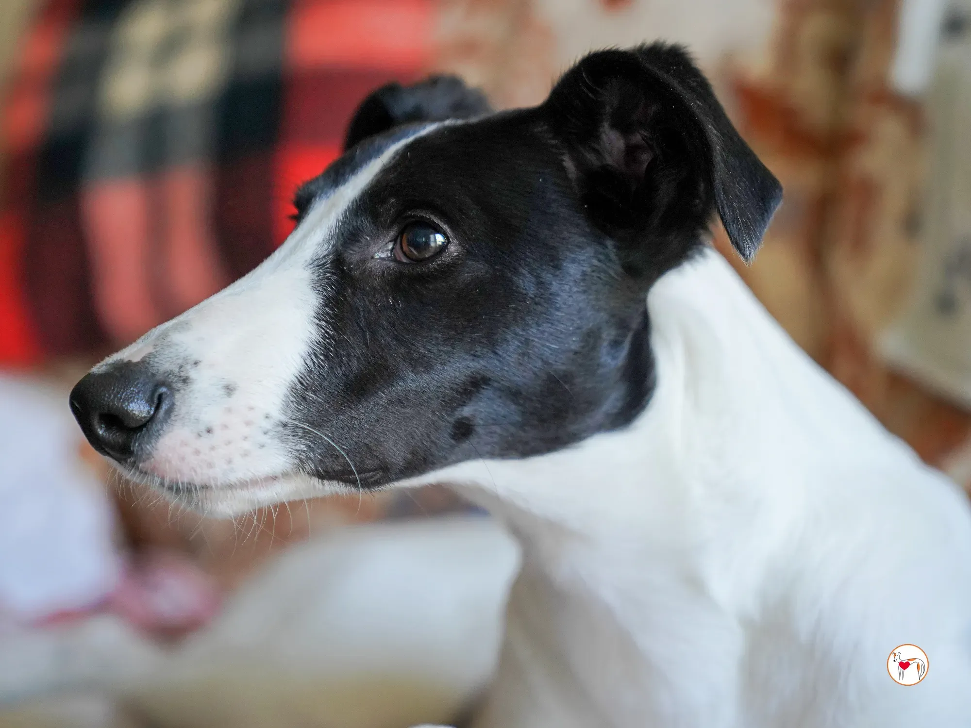 bertie grey adozione 06