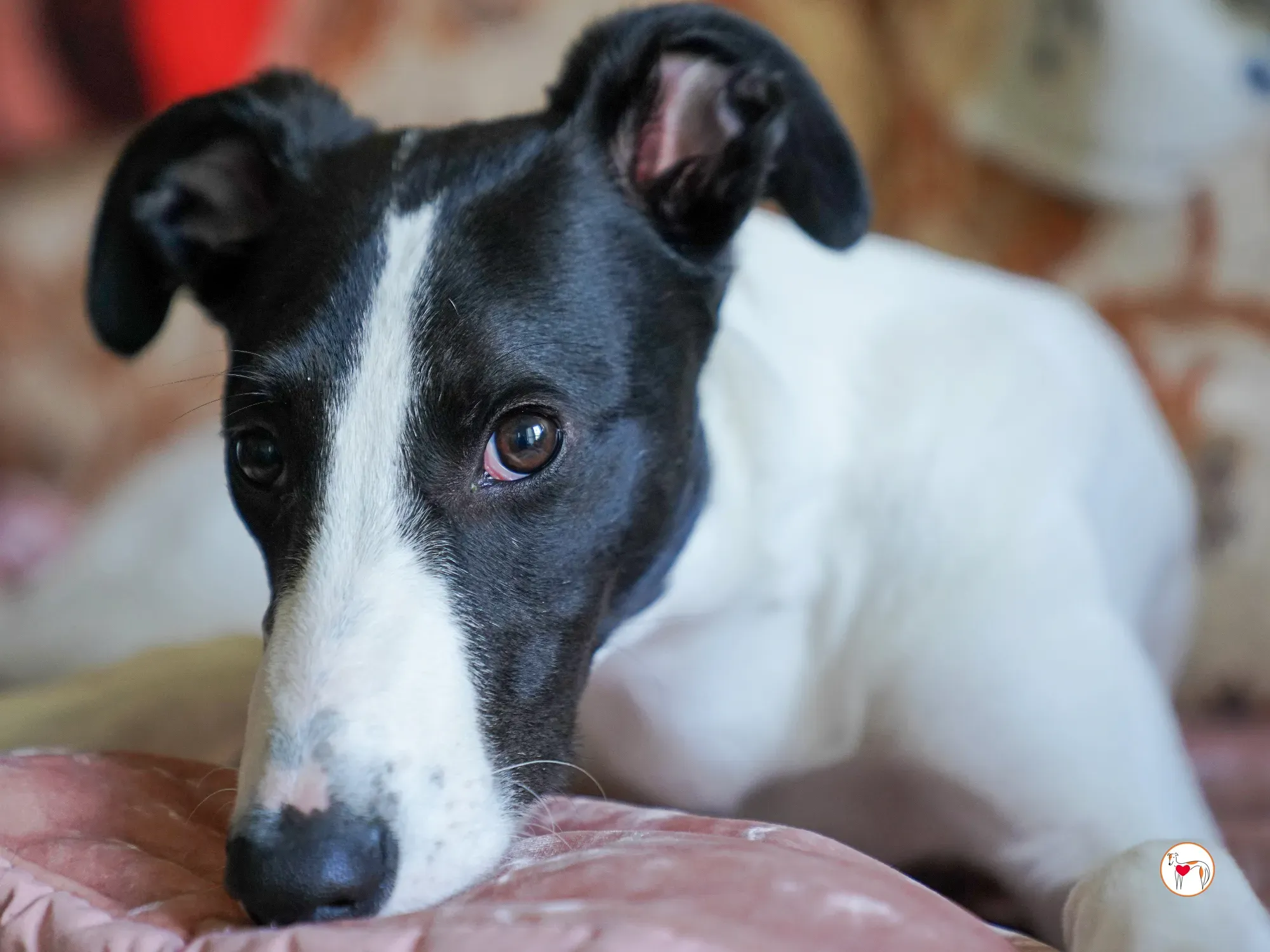 bertie grey adozione 07