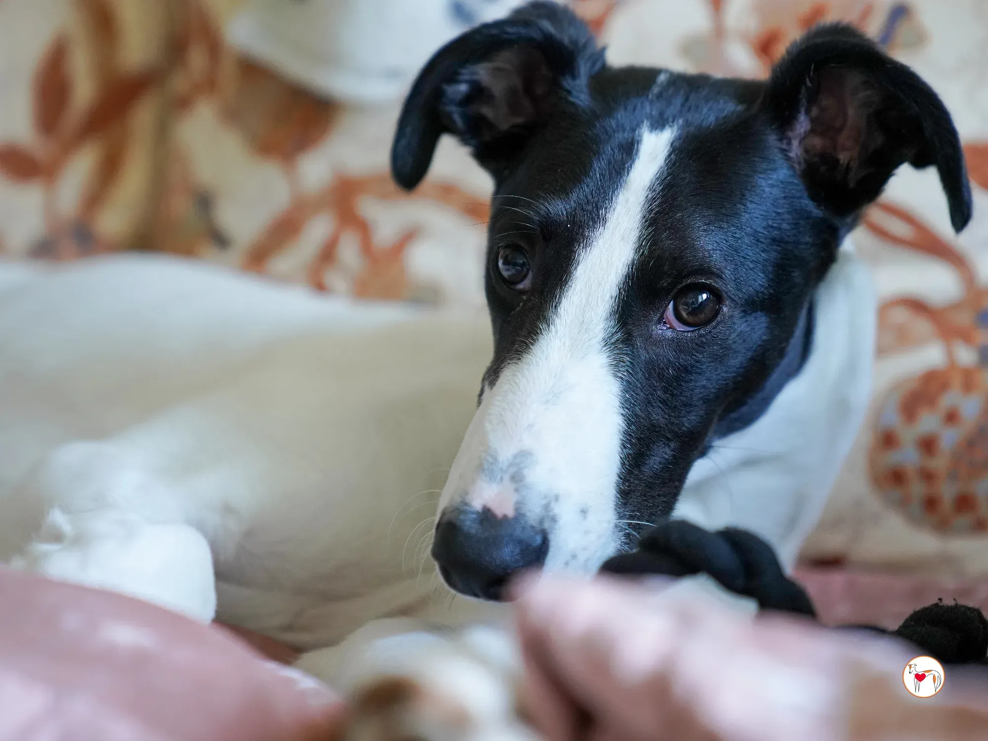 bertie grey adozione 08