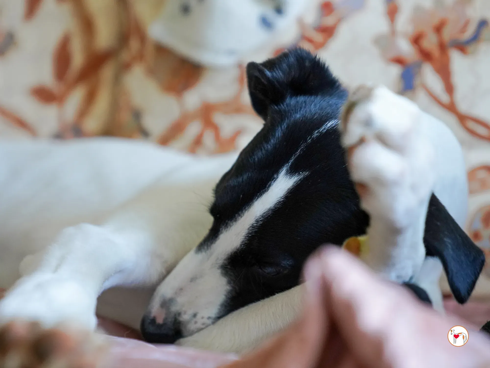 bertie grey adozione 09