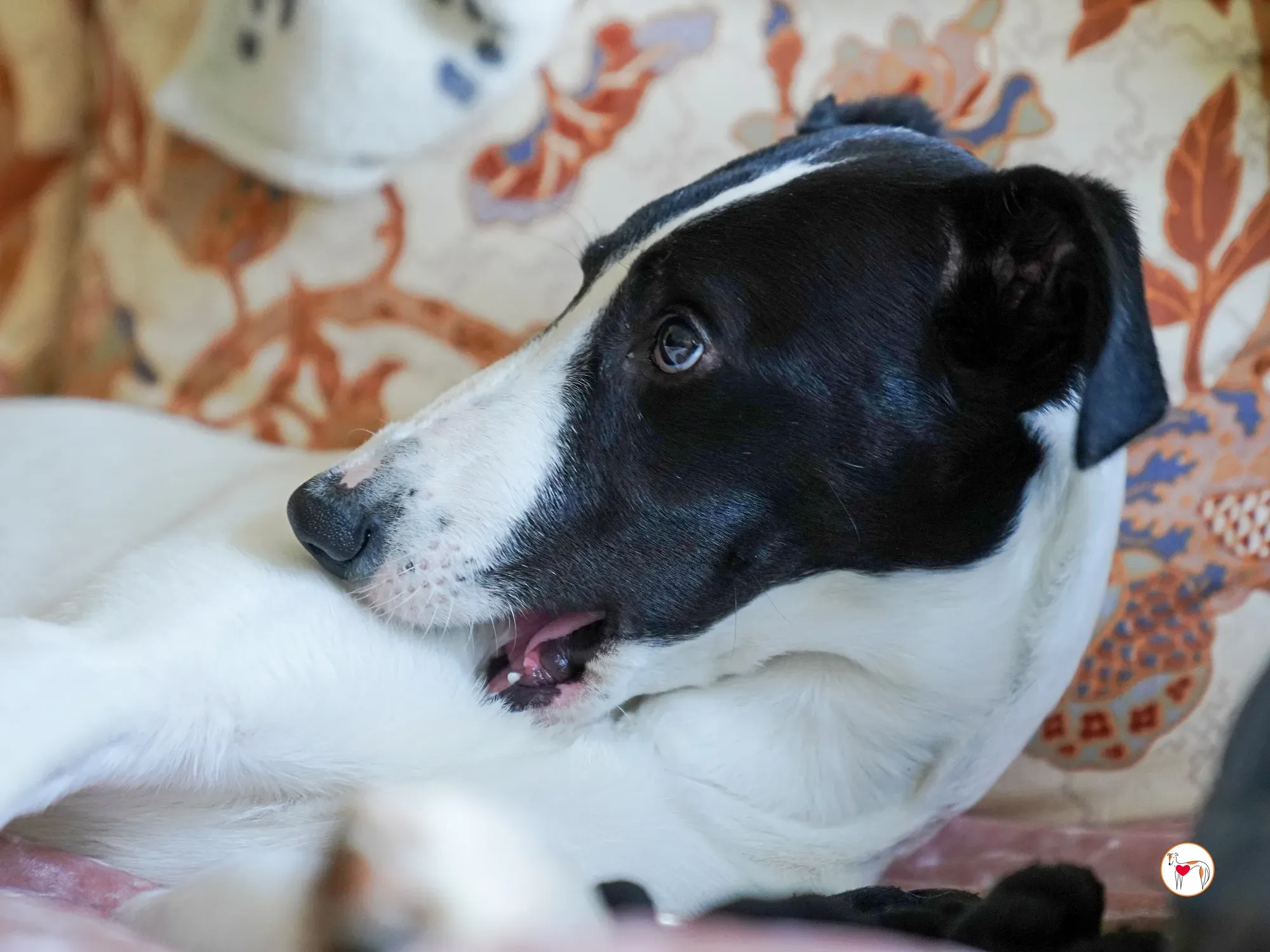 bertie grey adozione 10