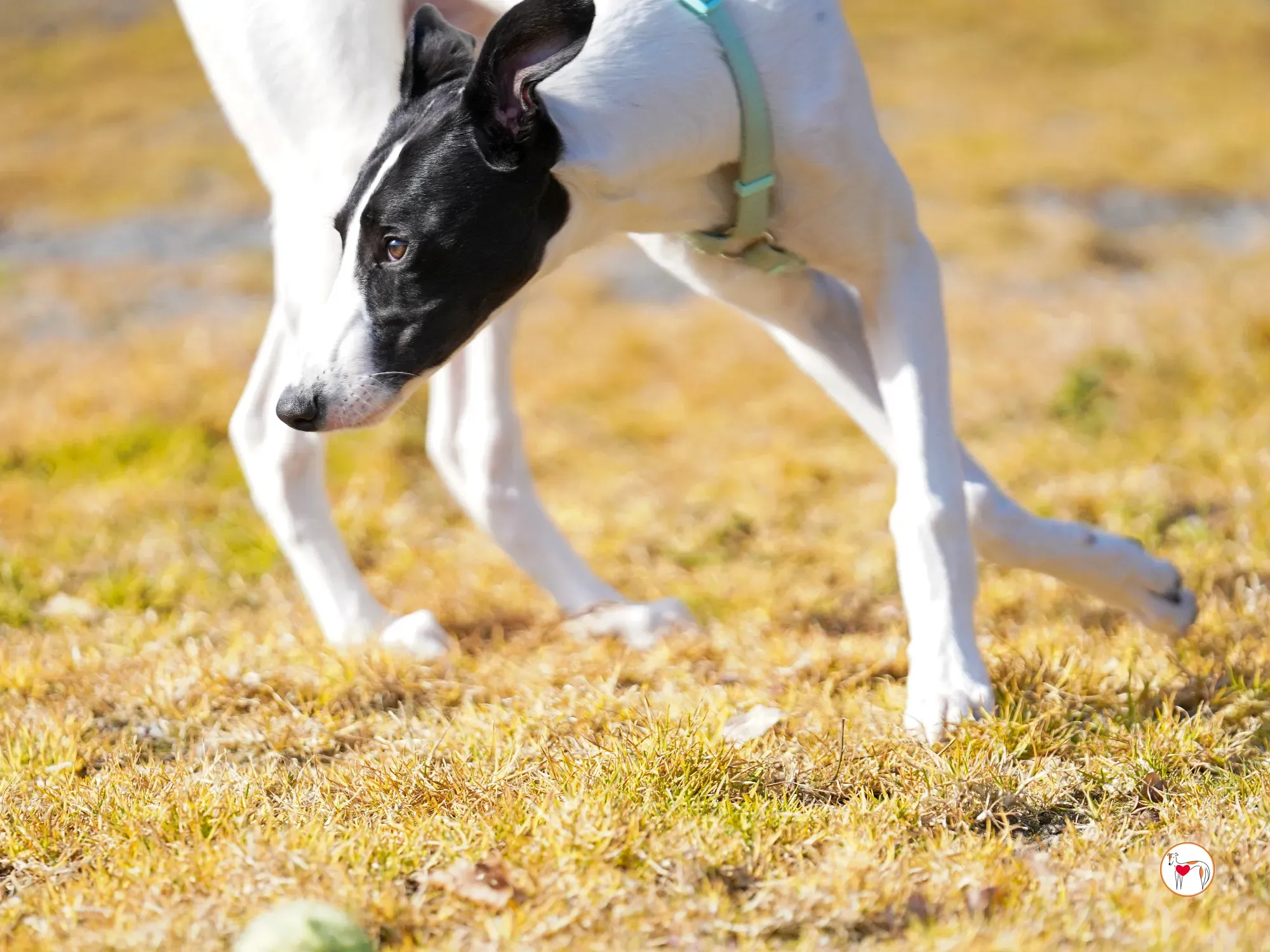 bertie grey adozione 11