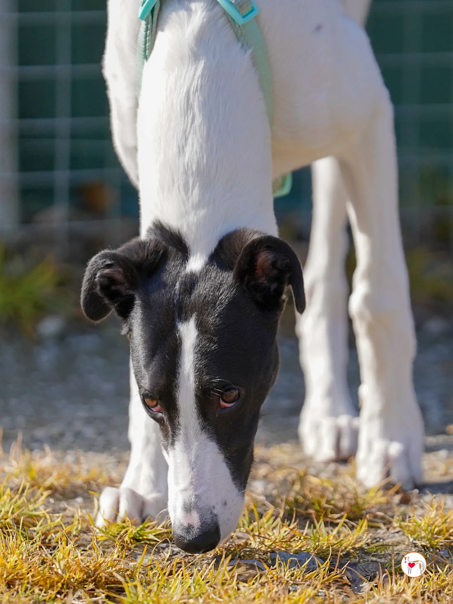 bertie grey adozione 12