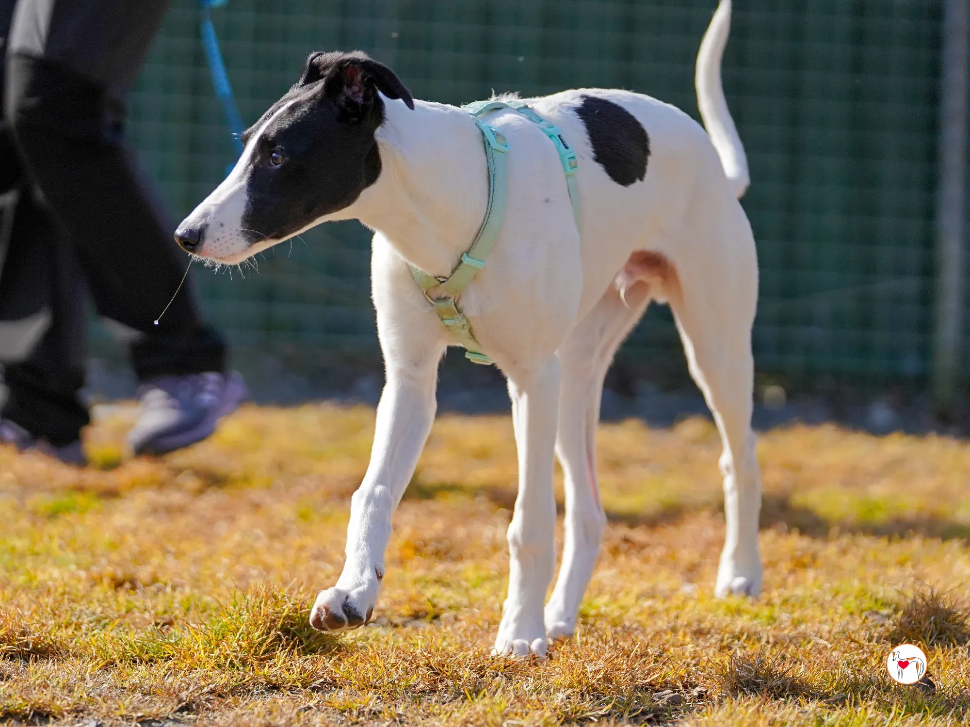 bertie grey adozione 13