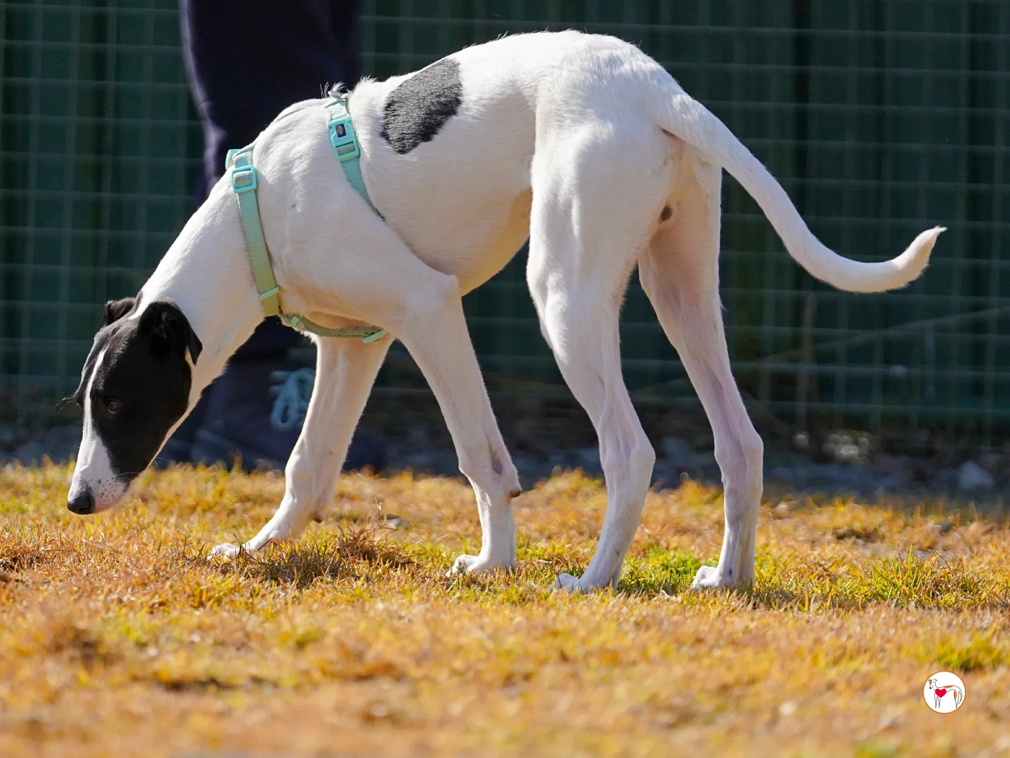 bertie grey adozione 14