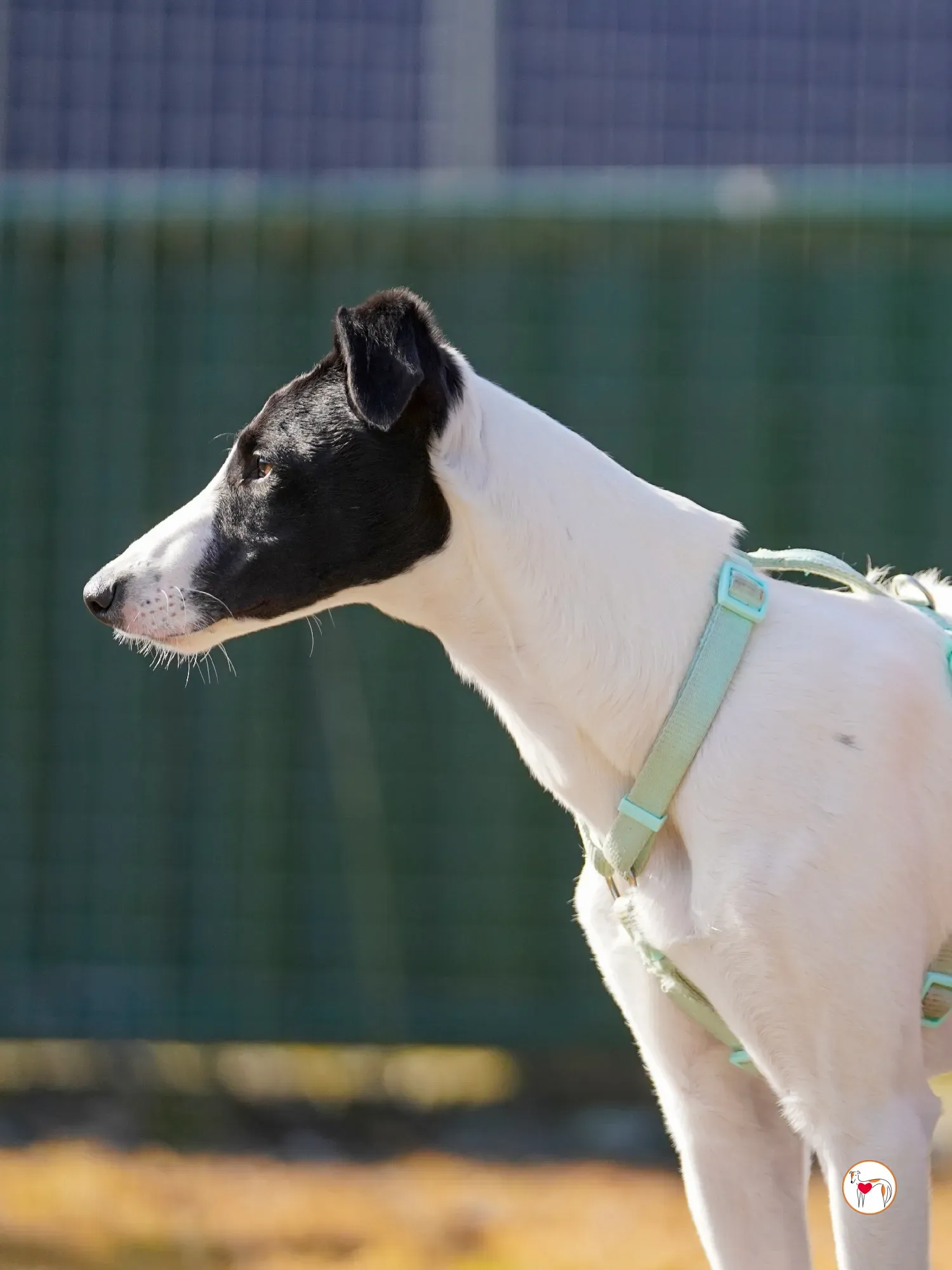 bertie grey adozione 15