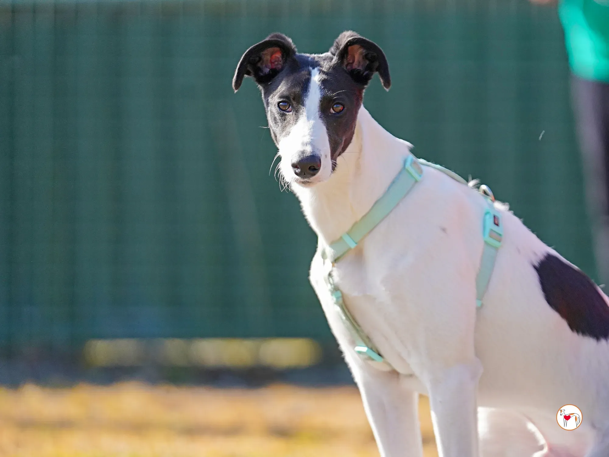 bertie grey adozione 16