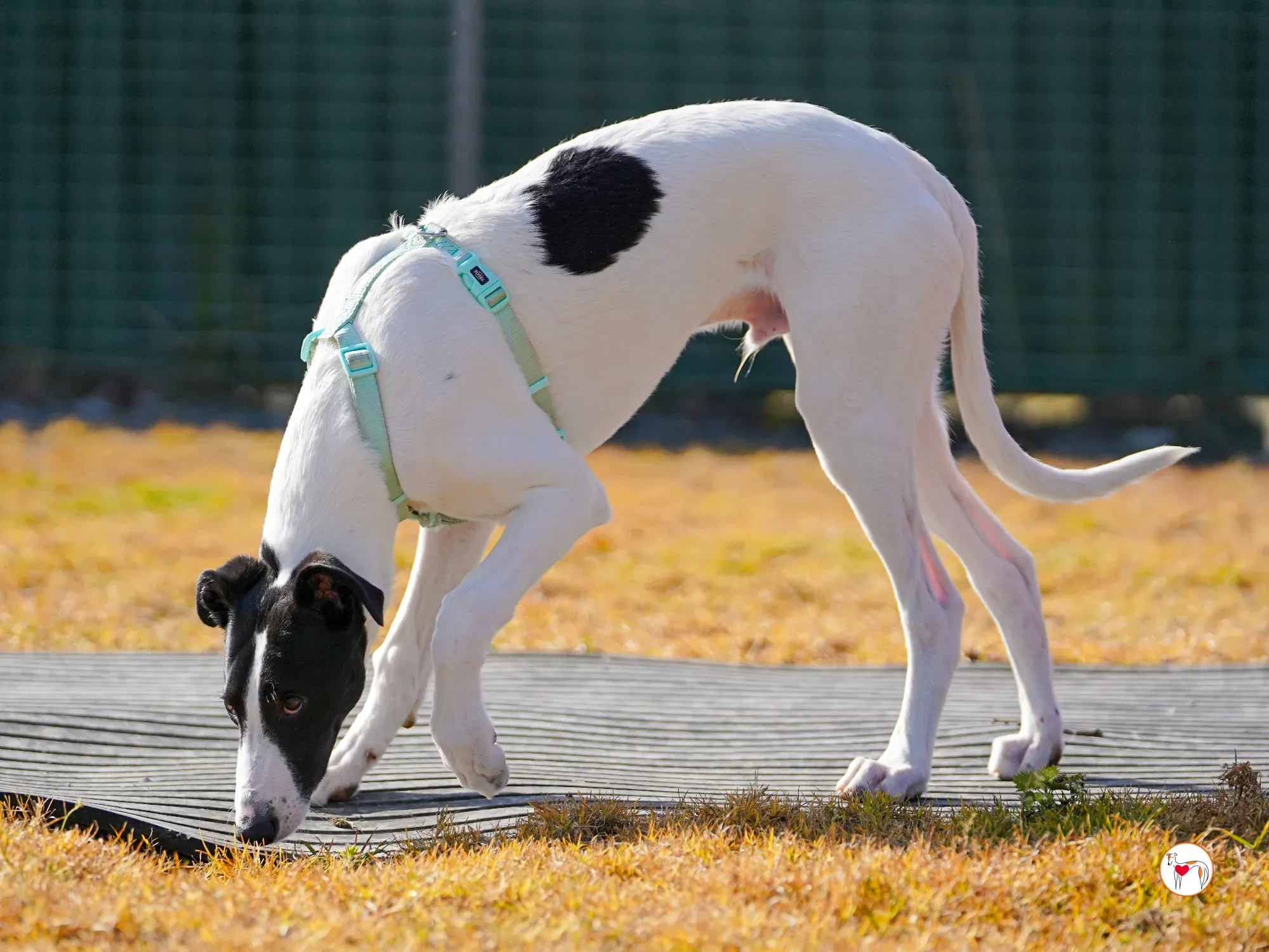 bertie grey adozione 17
