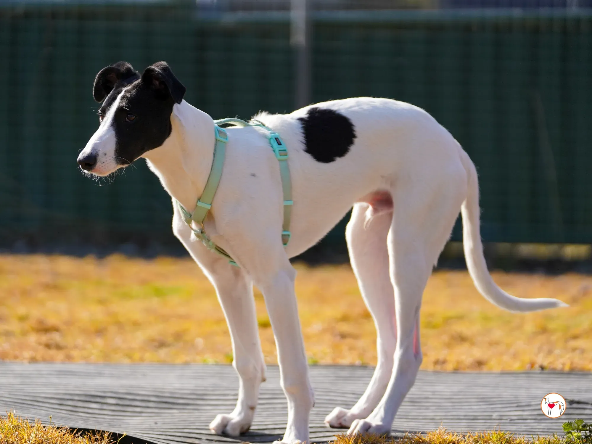 bertie grey adozione 18